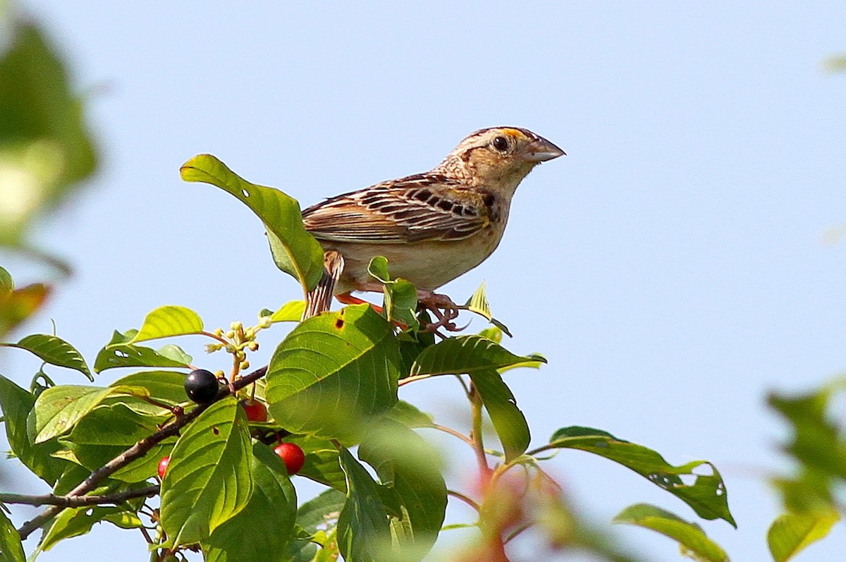 Grasshopper Sparrow - ML610701234