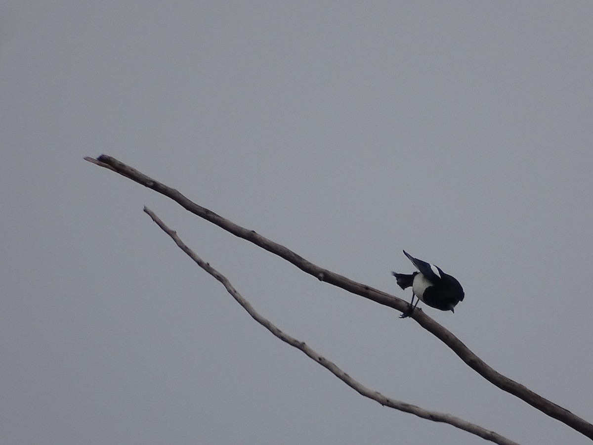 Black-billed Magpie - ML610701240