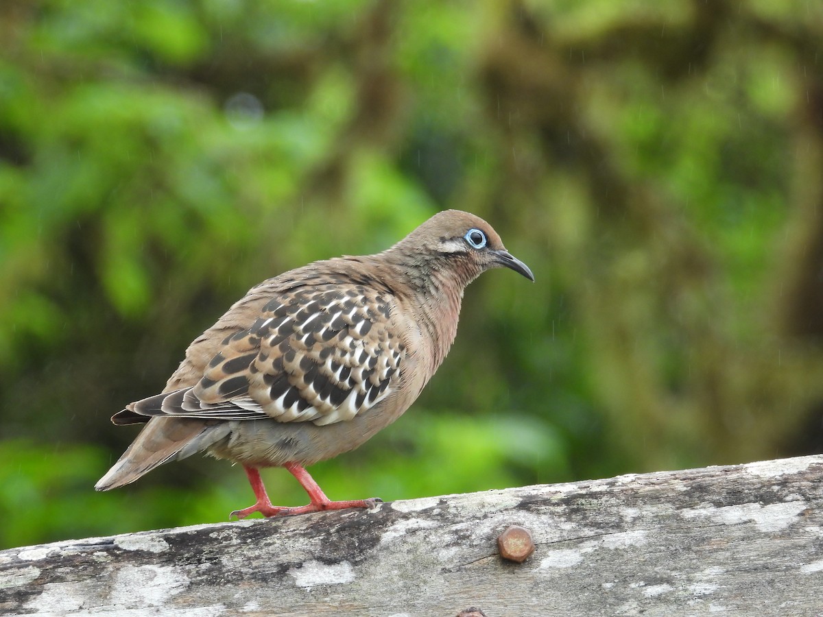 Galapagos Dove - ML610701312