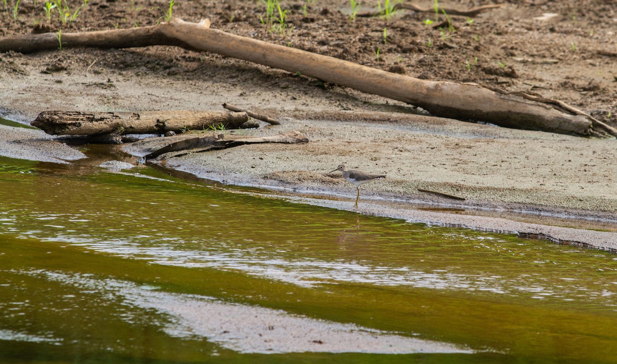 Solitary Sandpiper - ML610701622