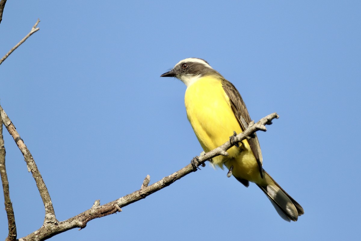 Social Flycatcher (Vermilion-crowned) - ML610701652