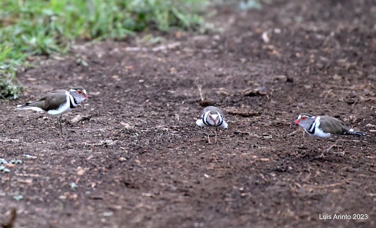 Three-banded Plover - ML610701662