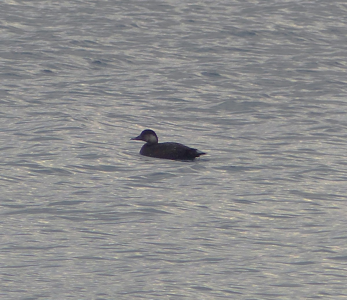 Black Scoter - ML610701675