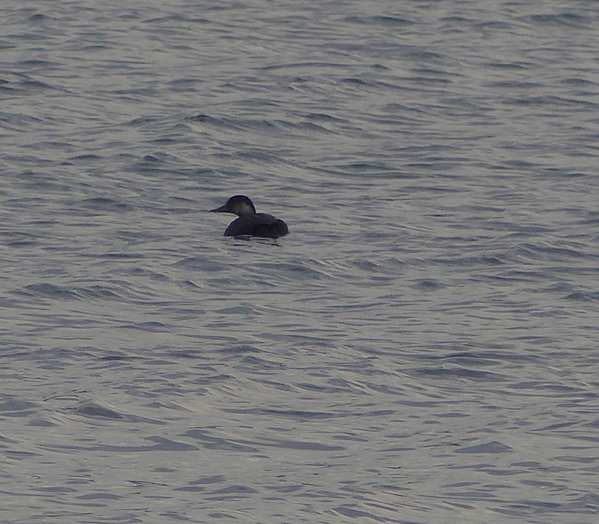 Black Scoter - ML610701694