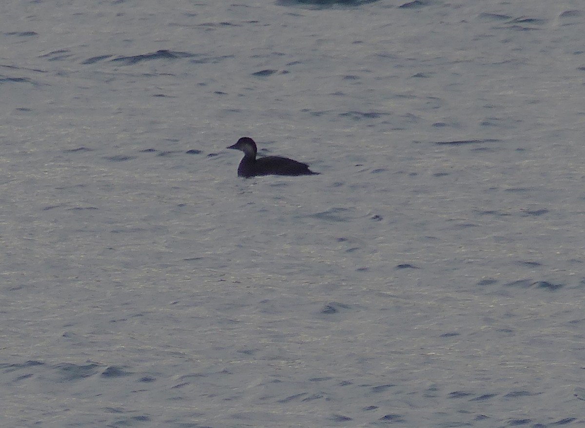 Black Scoter - ML610701695