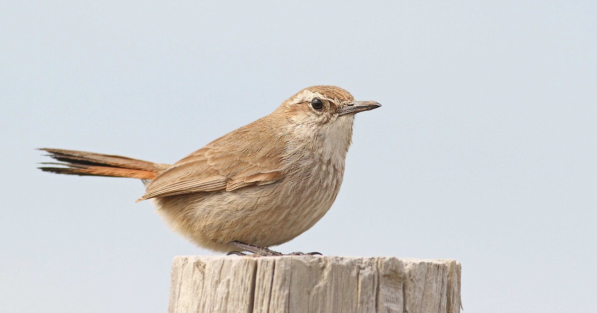 Band-tailed Earthcreeper - Luke Seitz