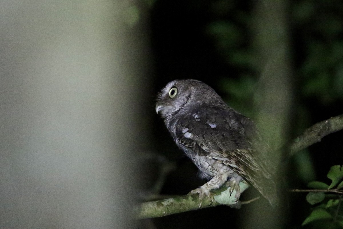 Middle American Screech-Owl (Middle American) - ML610701741