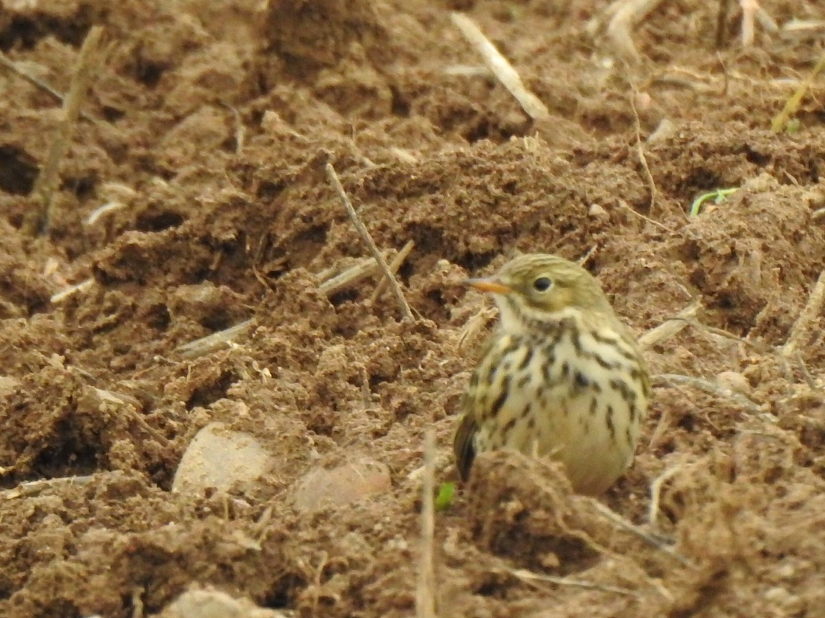 Meadow Pipit - ML610701758