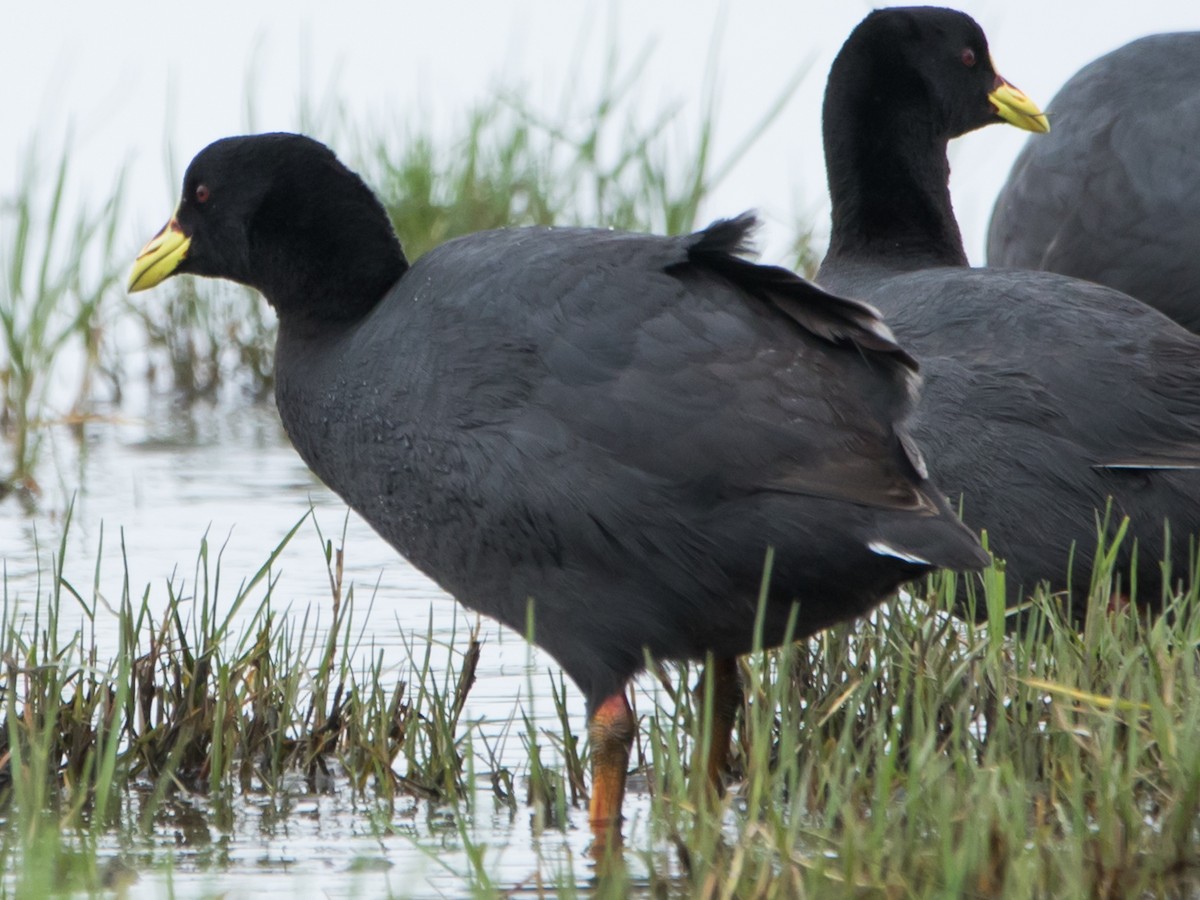 Red-gartered Coot - ML610701769