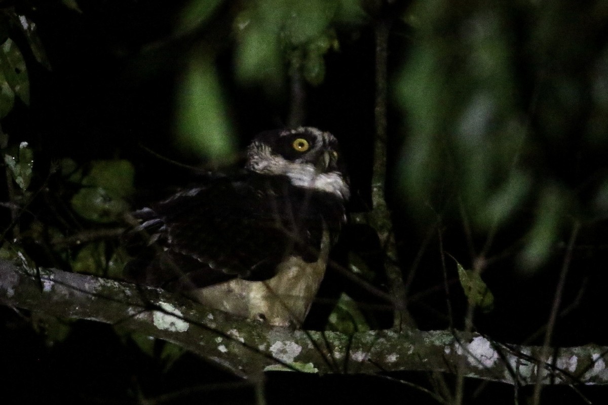 Spectacled Owl - ML610701777