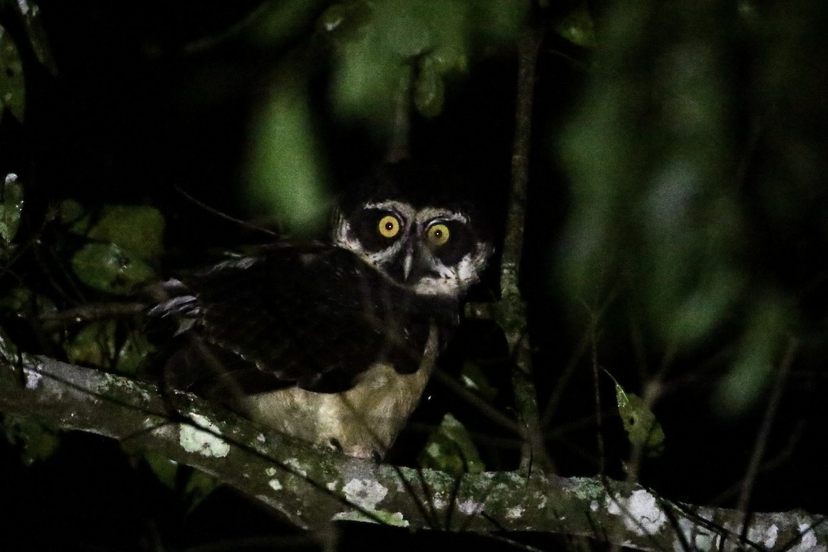 Spectacled Owl - ML610701778