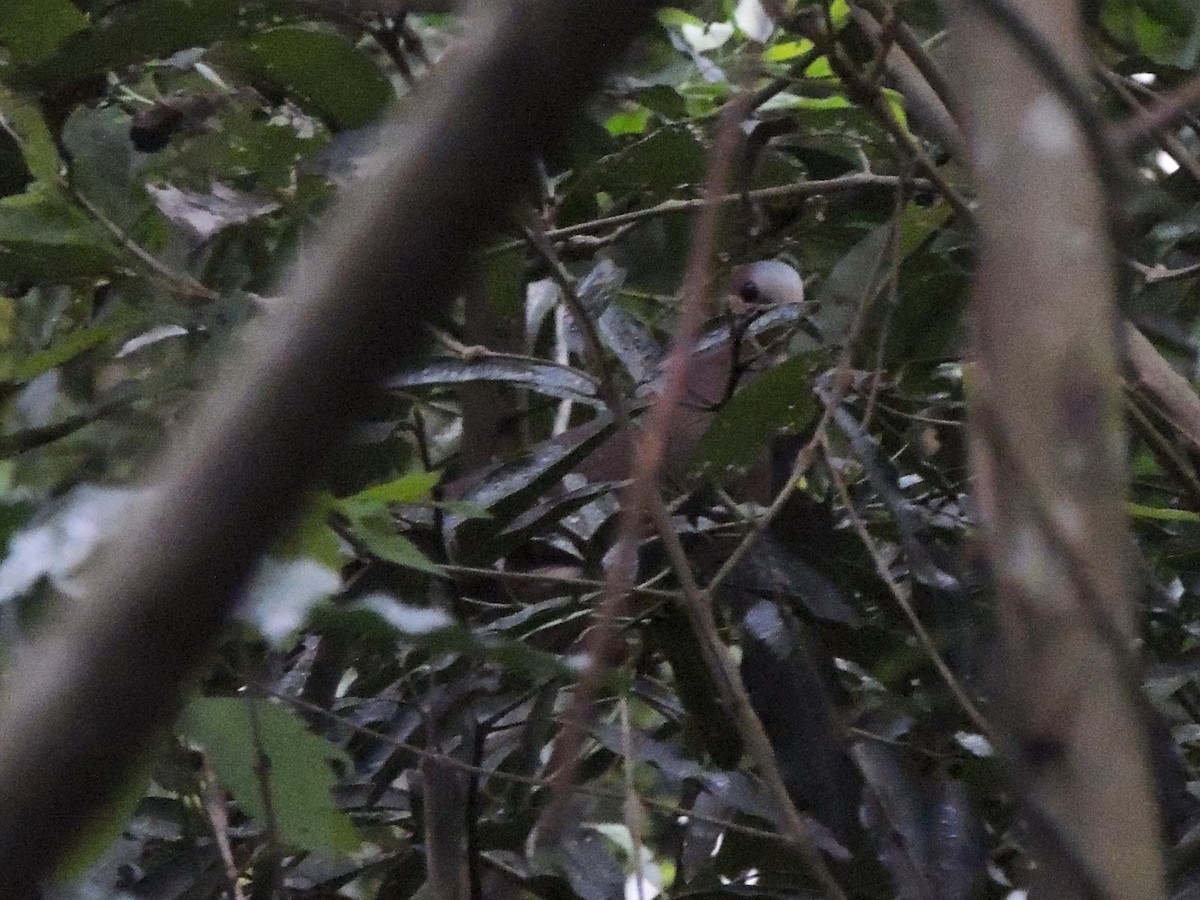 Gray-fronted Dove - ML610701938