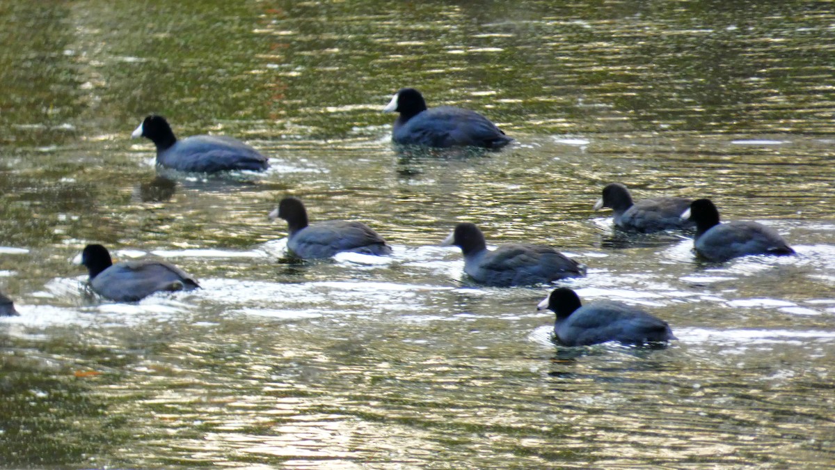 American Coot - ML610701987