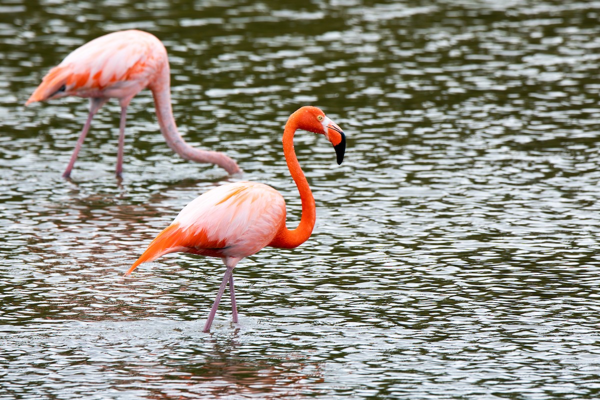 Amerika Flamingosu - ML610702058