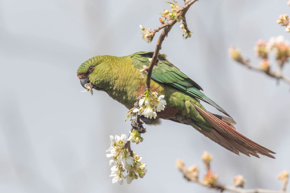 Austral Parakeet - ML610702059