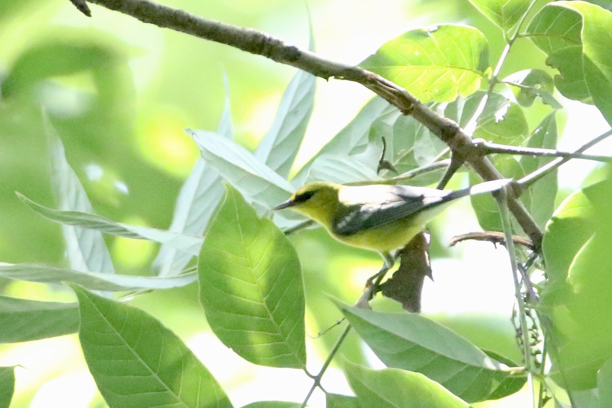 Blue-winged Warbler - ML610702072