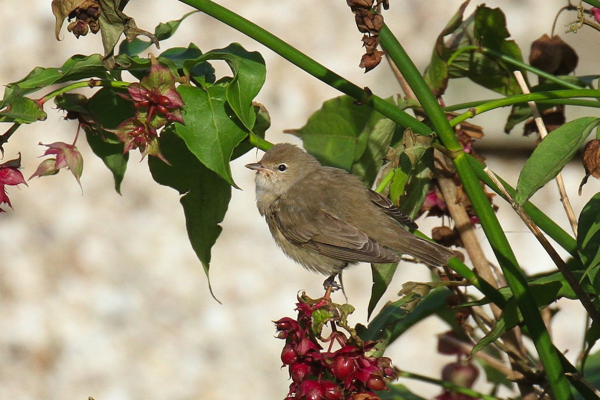 Curruca Mosquitera - ML610702108