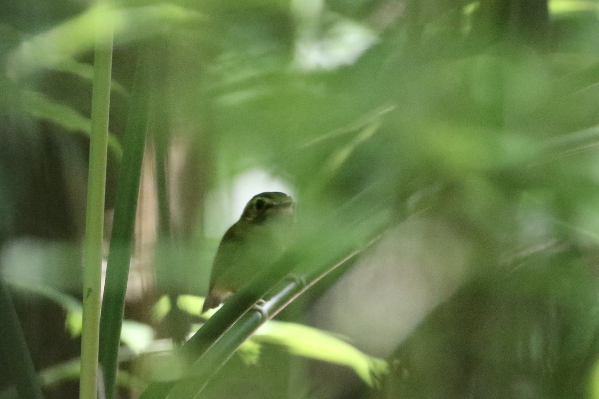 Stub-tailed Spadebill - ML610702161