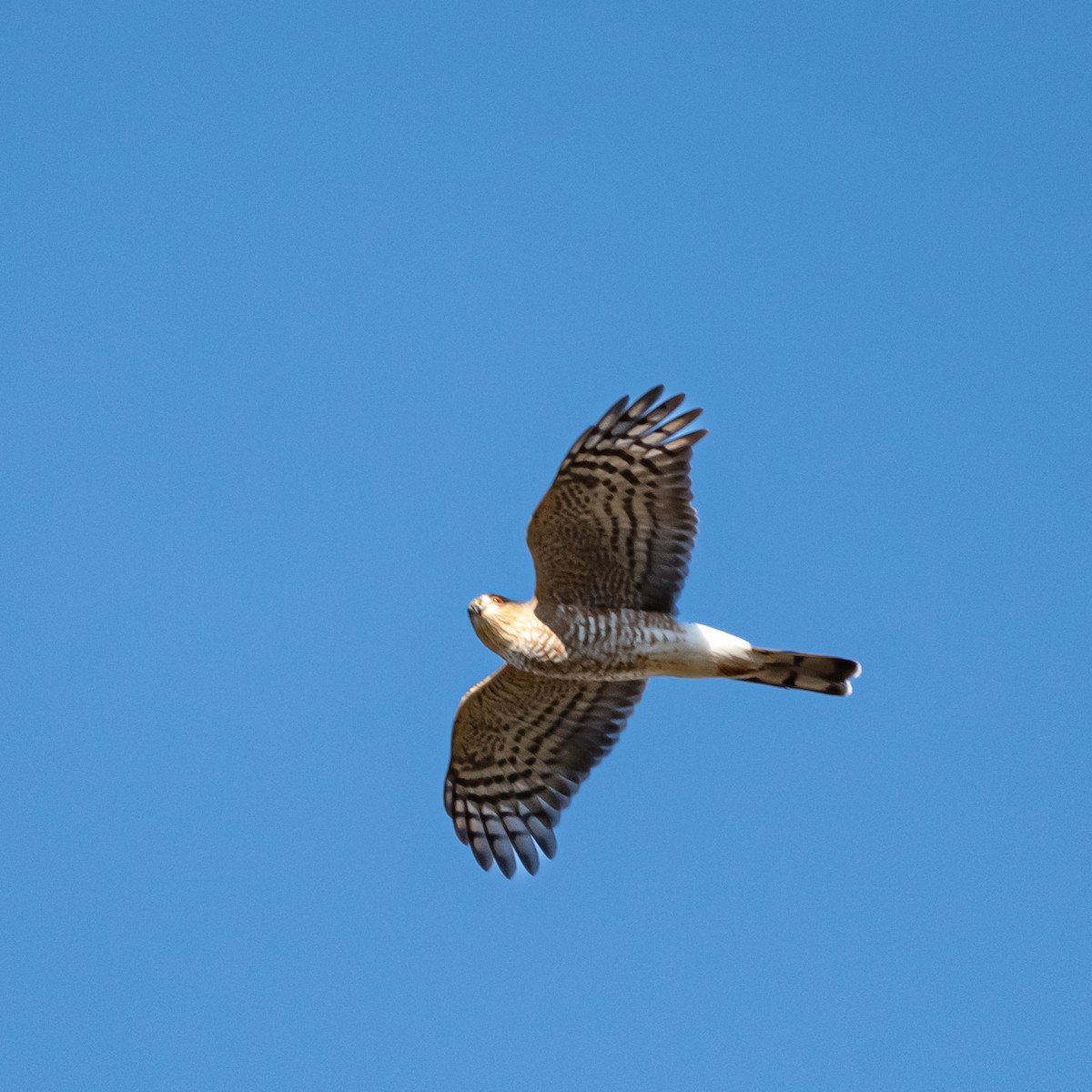 Sharp-shinned Hawk - ML610702174