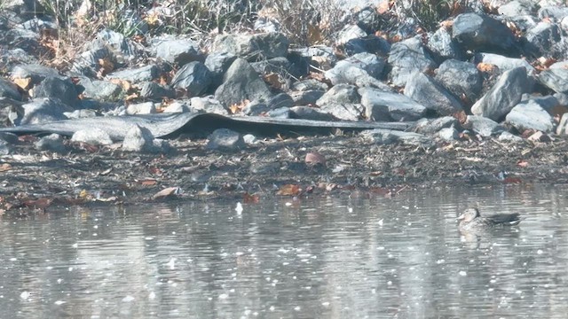 Дутыш - ML610702180