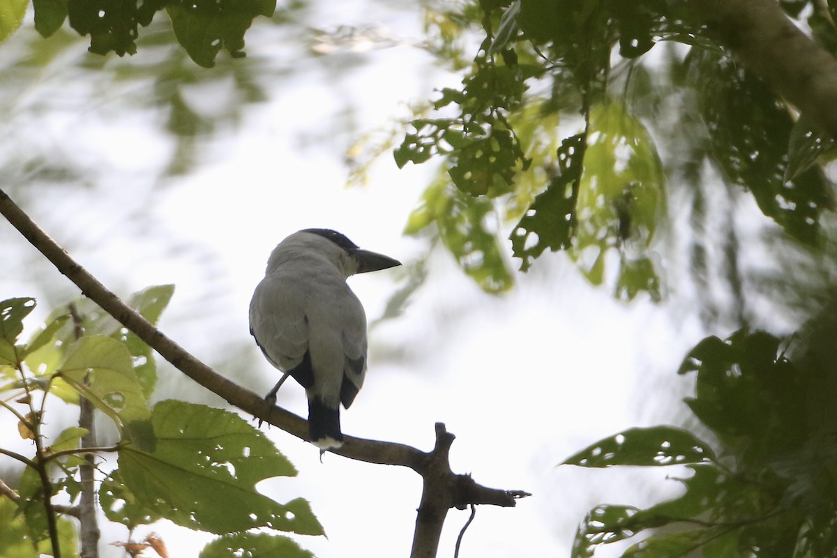 Black-crowned Tityra - ML610702183