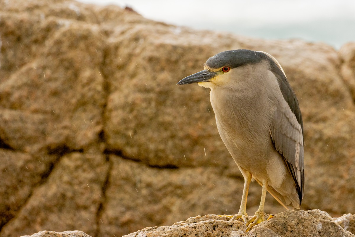 Black-crowned Night Heron - ML610702241