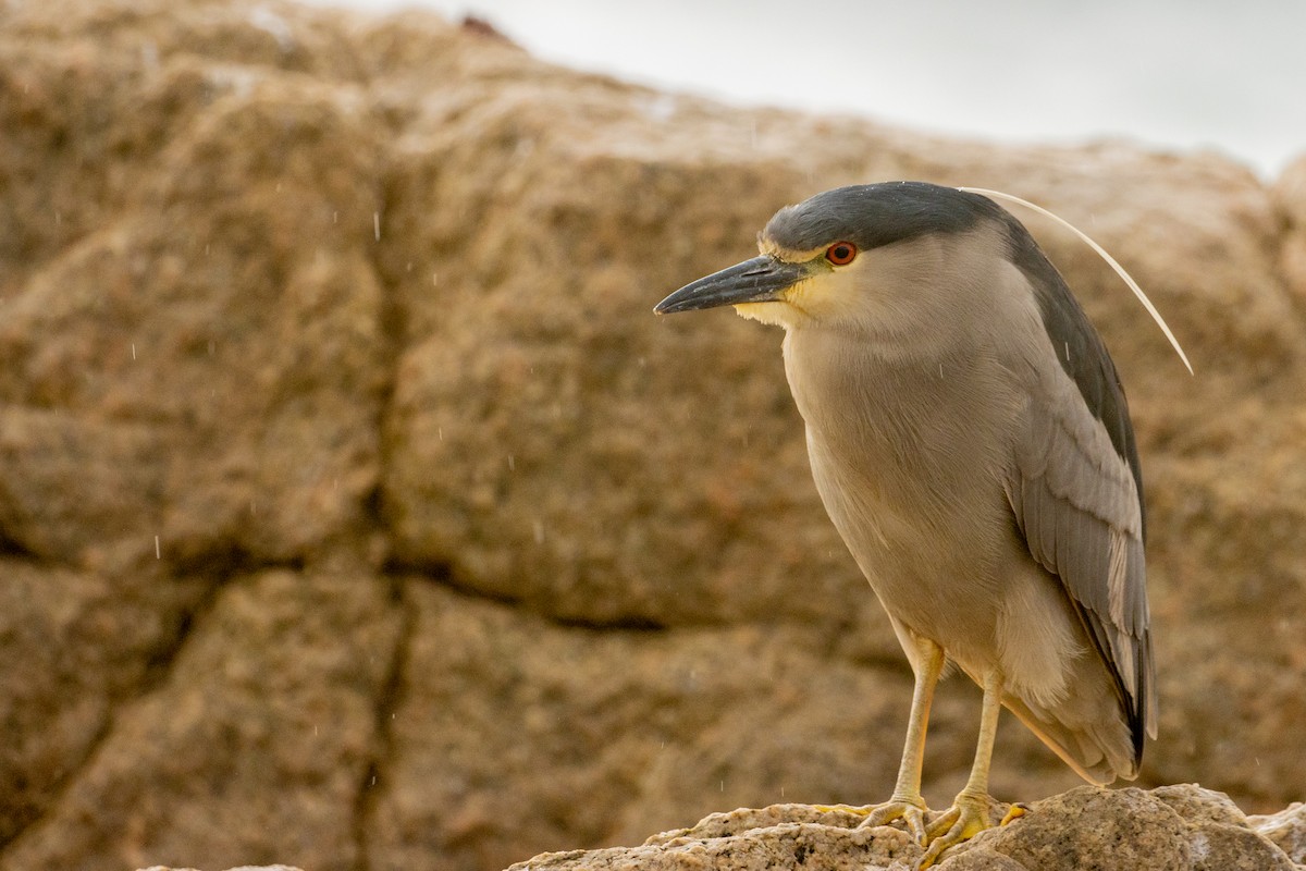 Black-crowned Night Heron - Pablo Andrés Cáceres Contreras