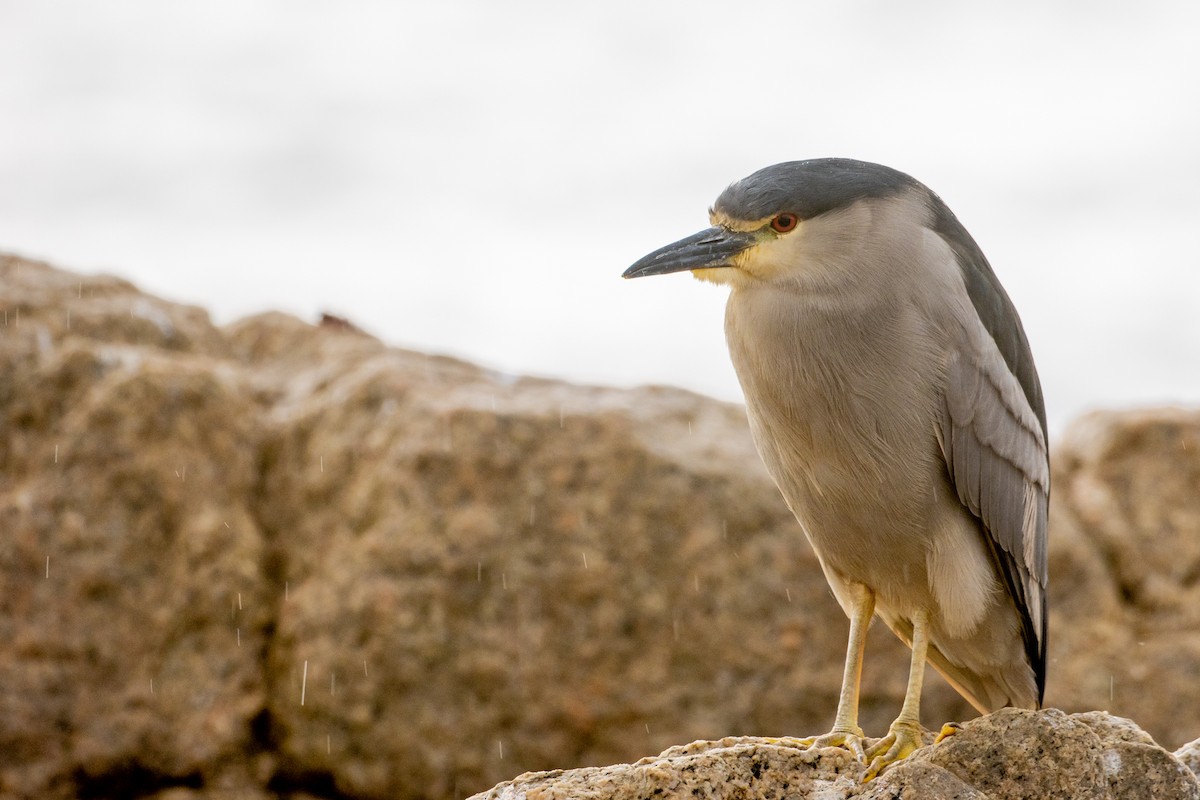 Black-crowned Night Heron - Pablo Andrés Cáceres Contreras