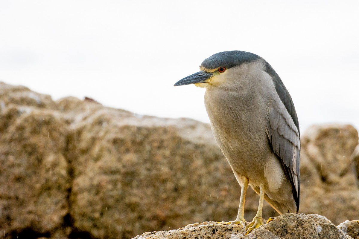 Black-crowned Night Heron - ML610702248