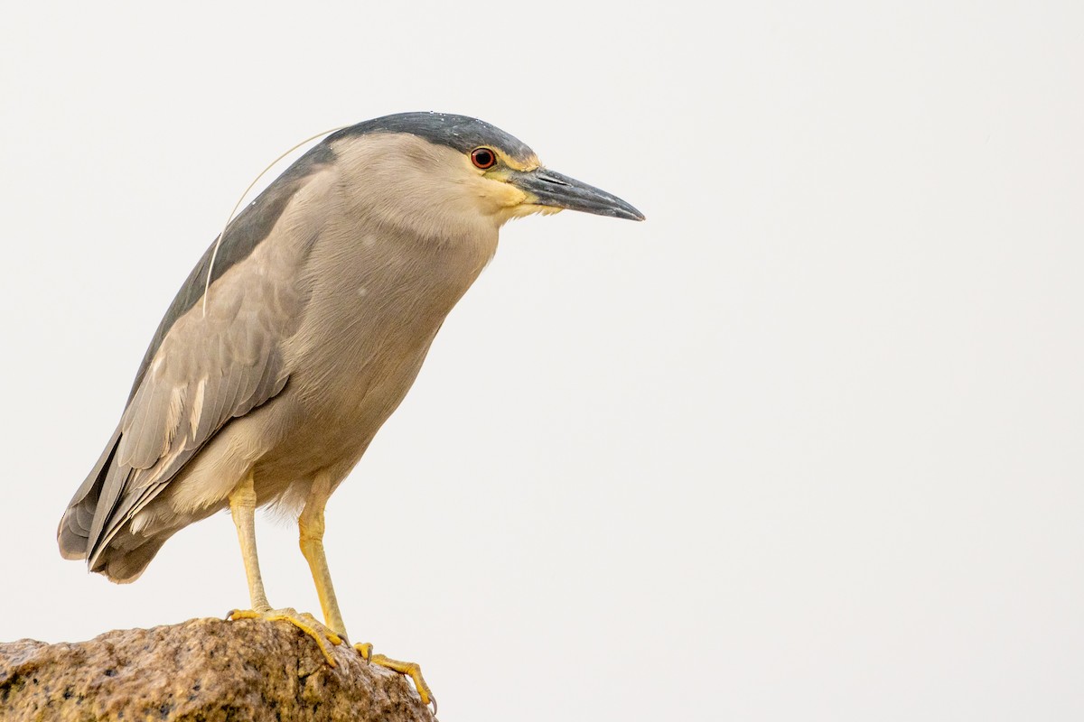 Black-crowned Night Heron - ML610702249