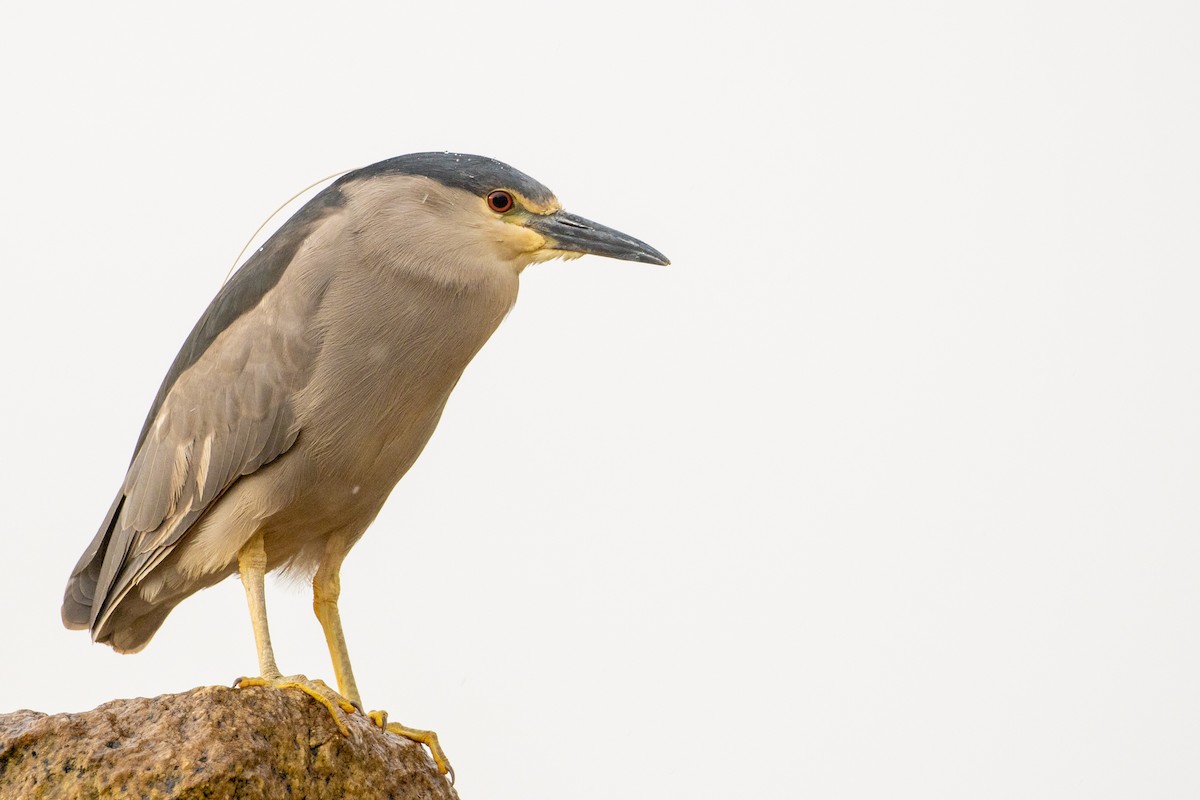 Black-crowned Night Heron - Pablo Andrés Cáceres Contreras