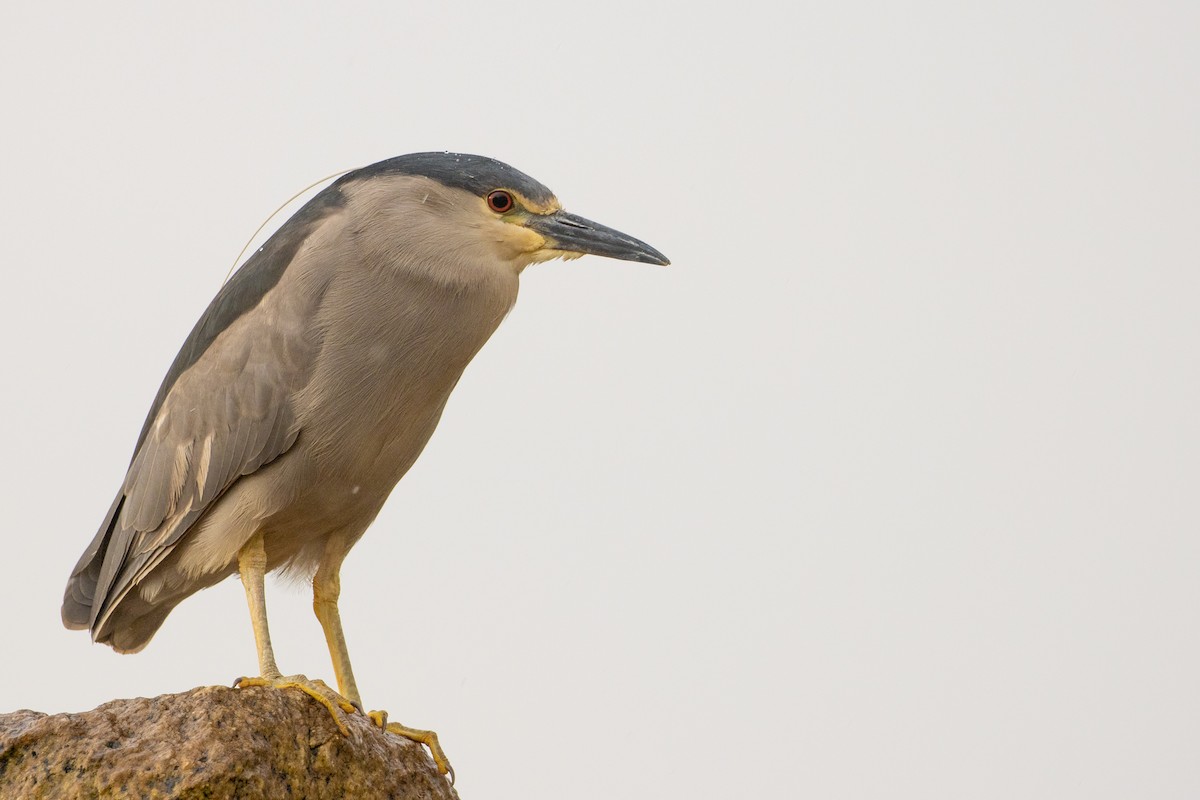 Black-crowned Night Heron - ML610702252