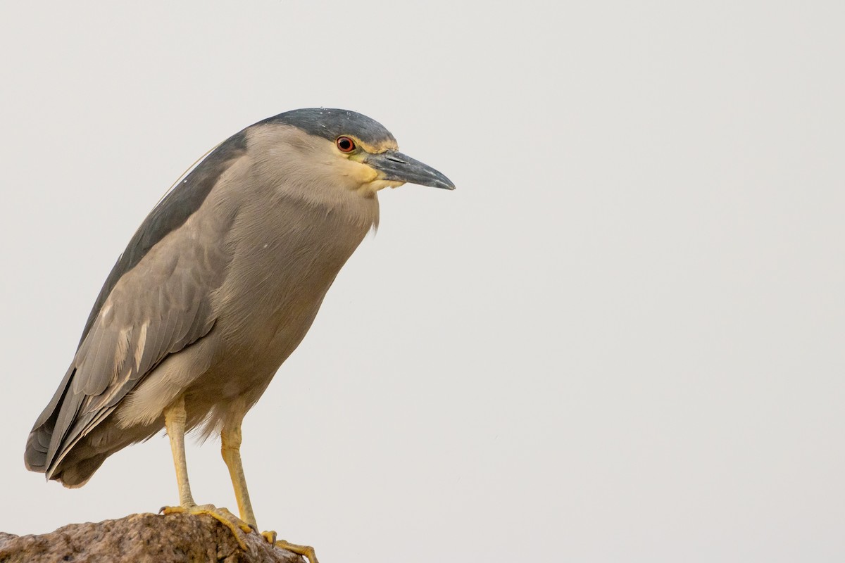 Black-crowned Night Heron - Pablo Andrés Cáceres Contreras