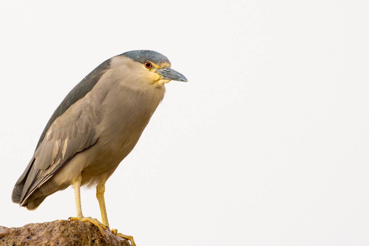 Black-crowned Night Heron - Pablo Andrés Cáceres Contreras