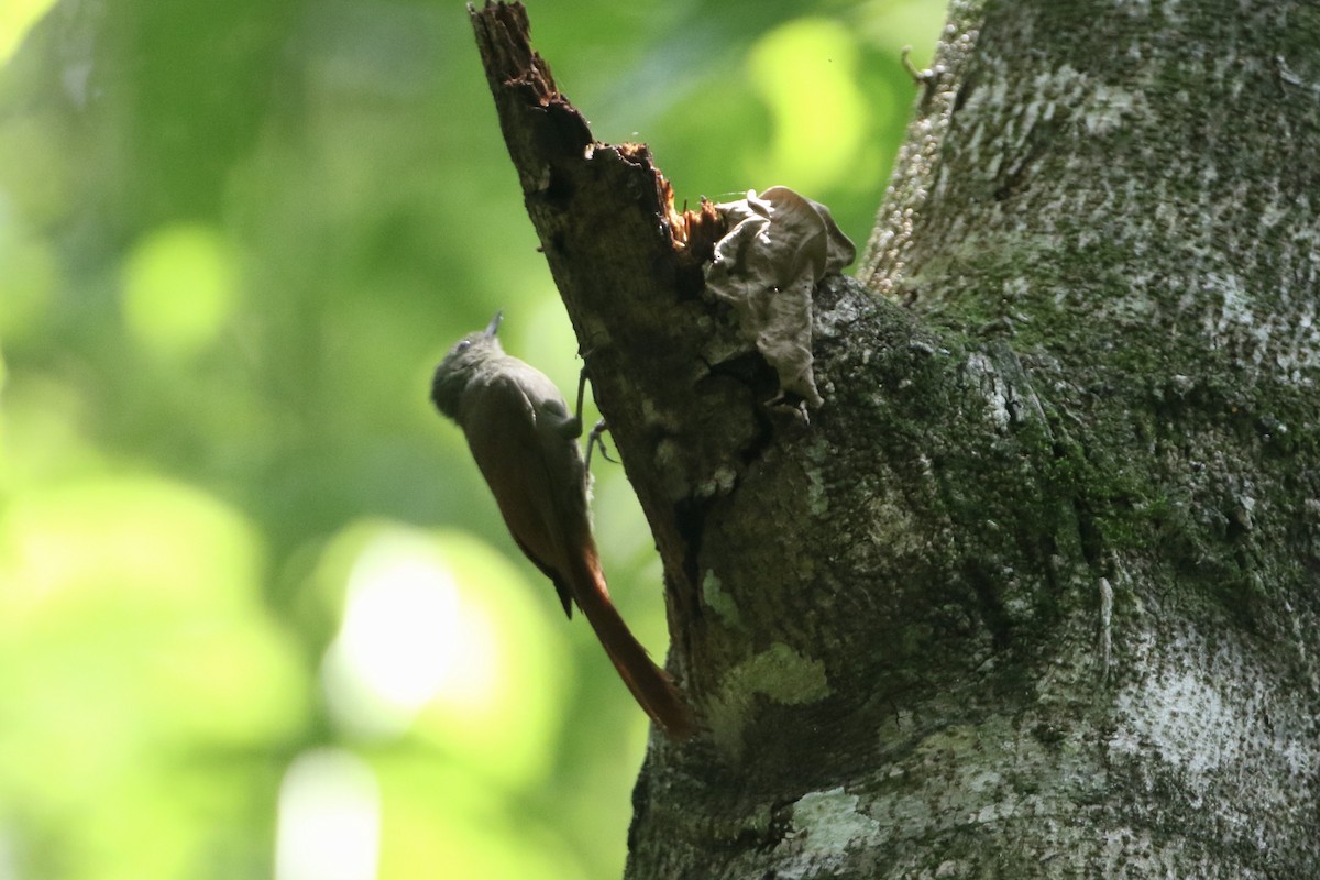 Olivaceous Woodcreeper (Grayish) - ML610702267