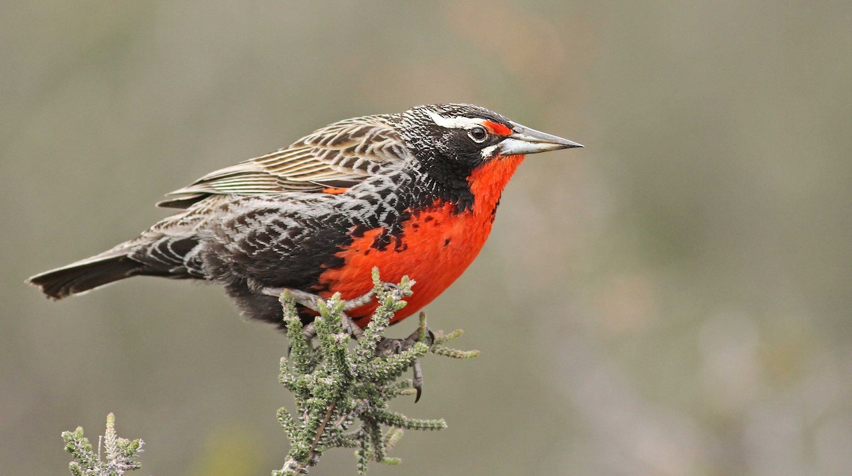 Long-tailed Meadowlark - Luke Seitz