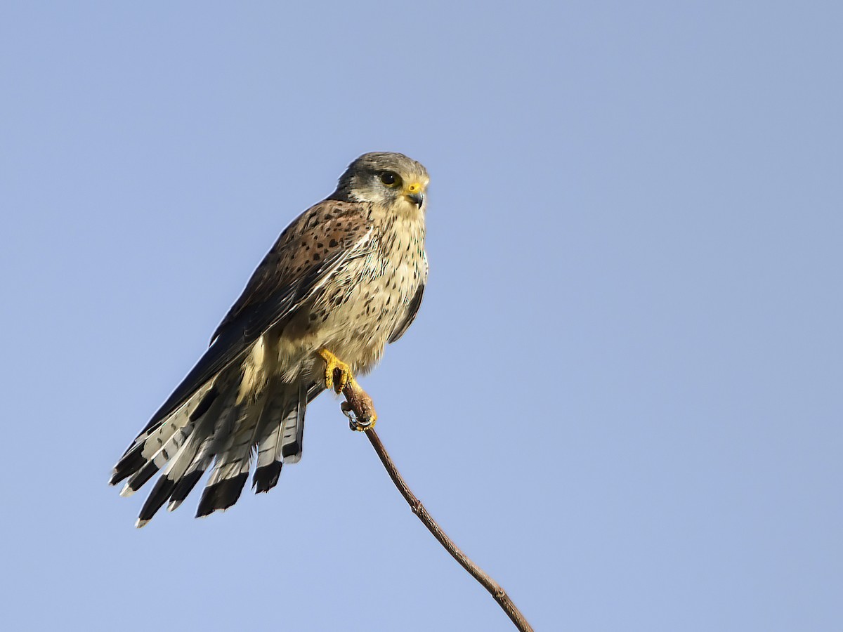 Eurasian Kestrel - ML610702382