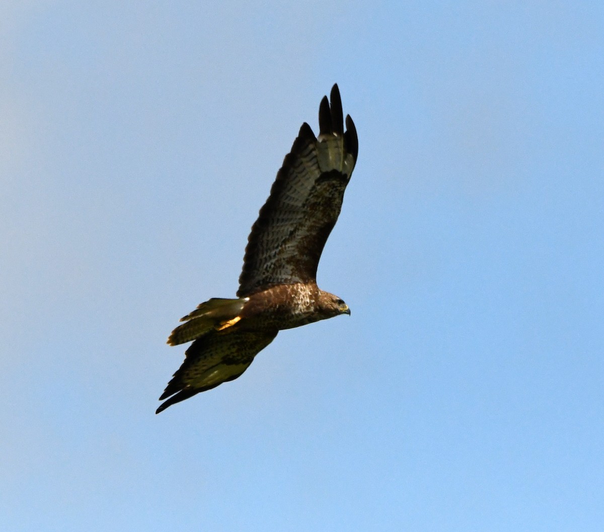 Common Buzzard (Western) - ML610702435