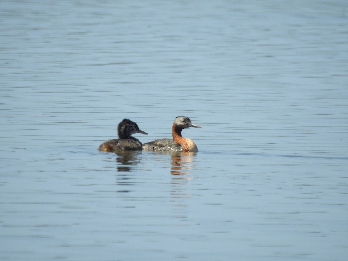 Great Grebe - Jhonson Klever Vizcarra Romero