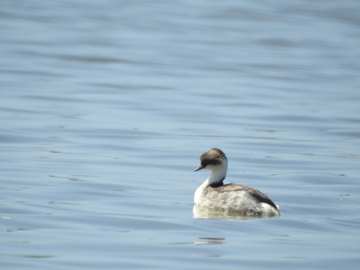 Silvery Grebe - ML610702492