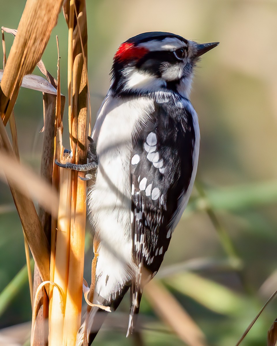 Downy Woodpecker - ML610702503