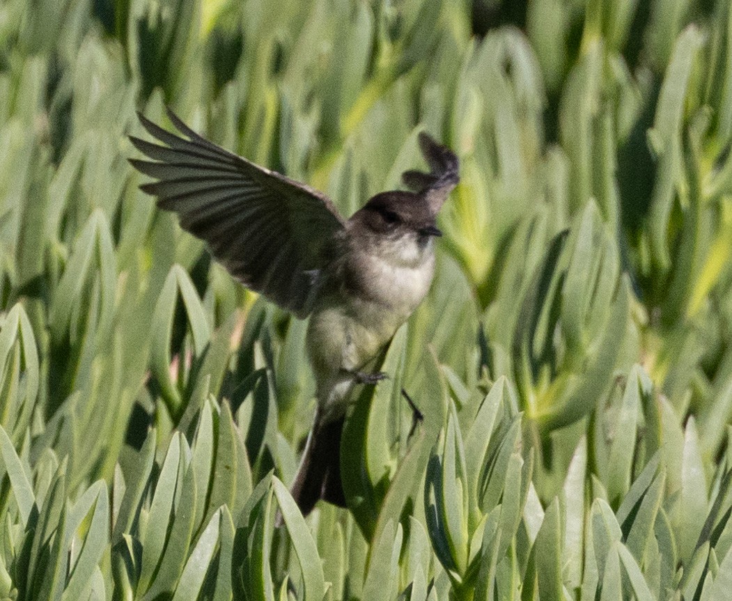 Eastern Phoebe - ML610702627