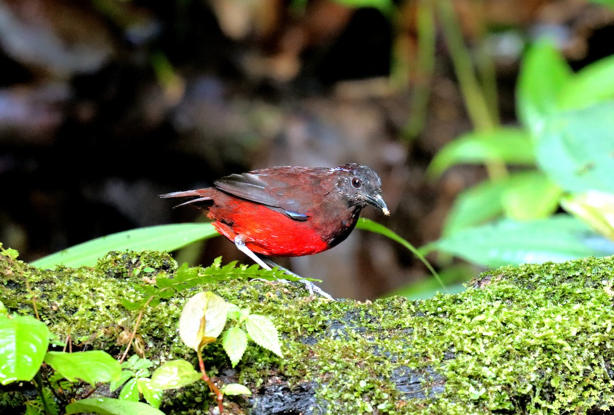 Graceful Pitta - Wayne Paes