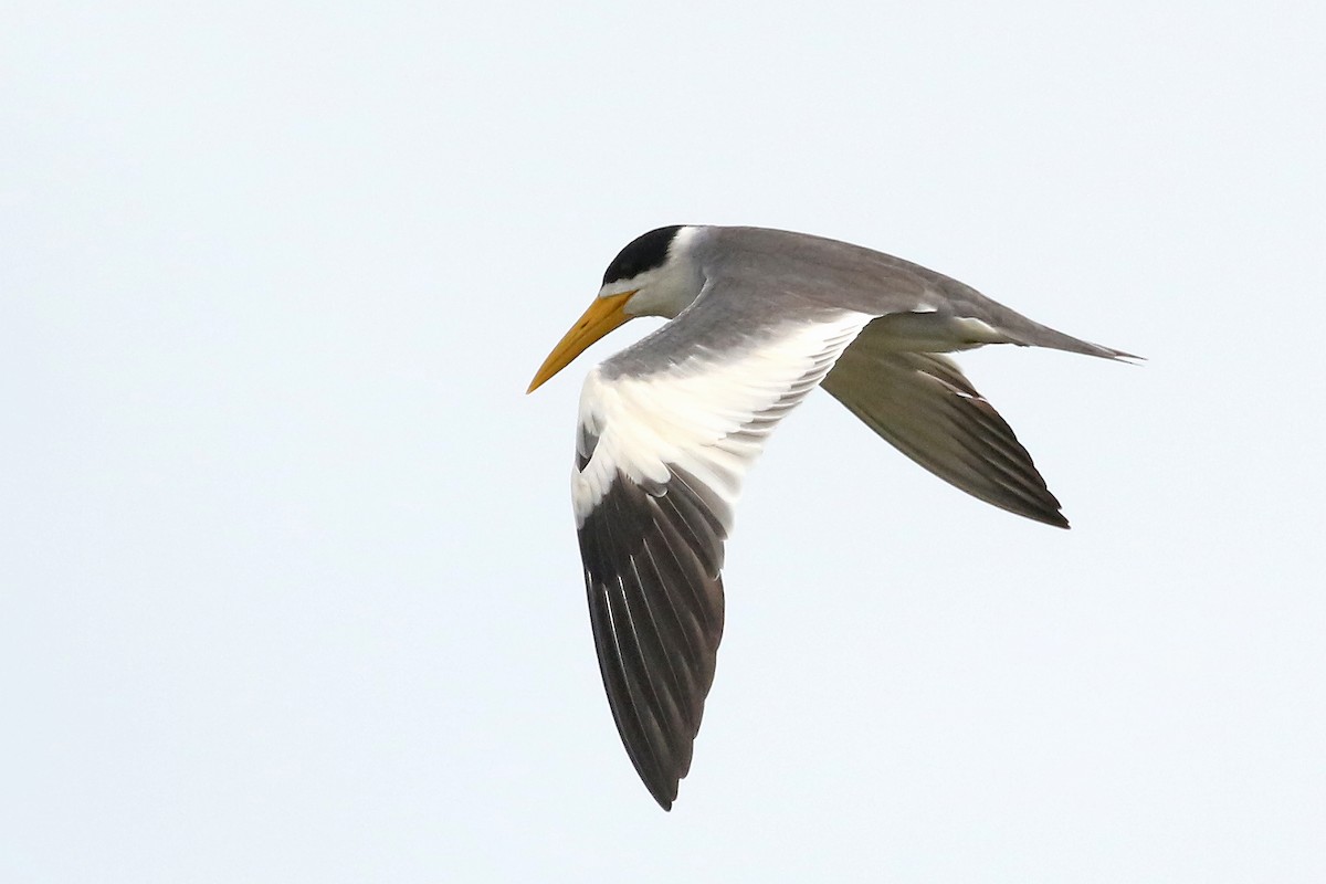 Large-billed Tern - ML610702718