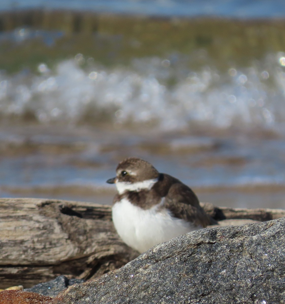 Semipalmated Plover - Kelly Rogers