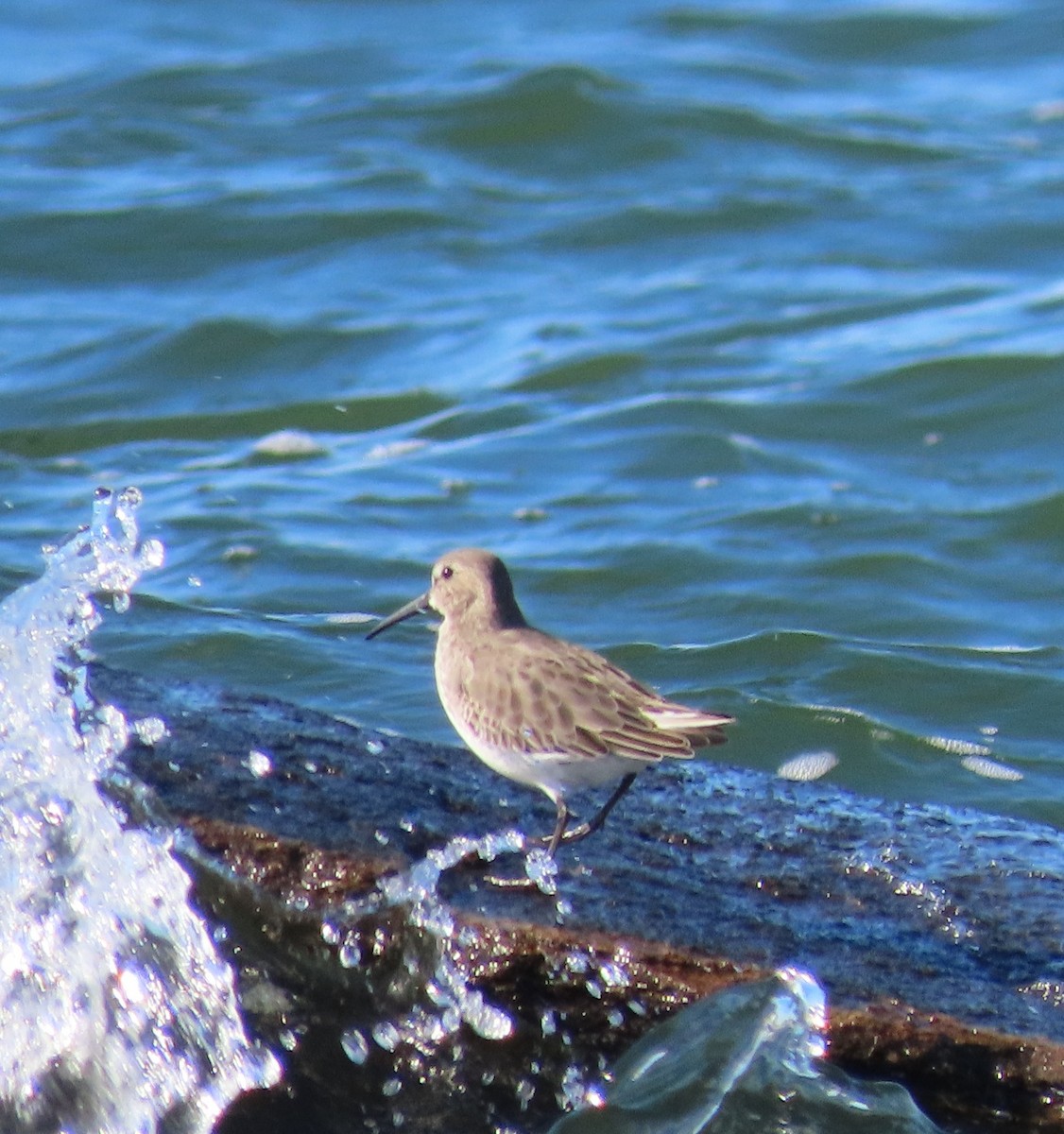 Alpenstrandläufer - ML610702753