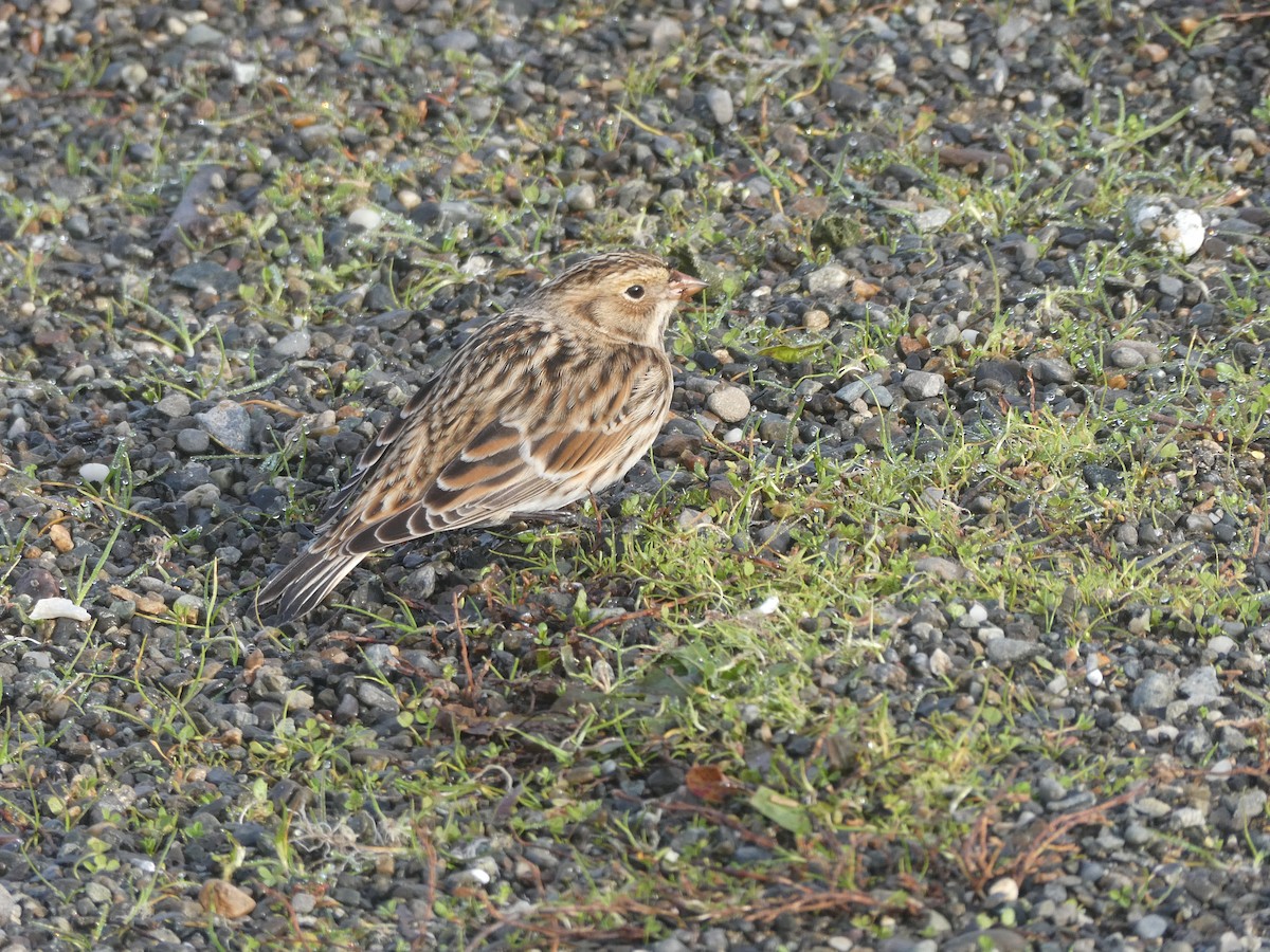 Lapland Longspur - ML610702790