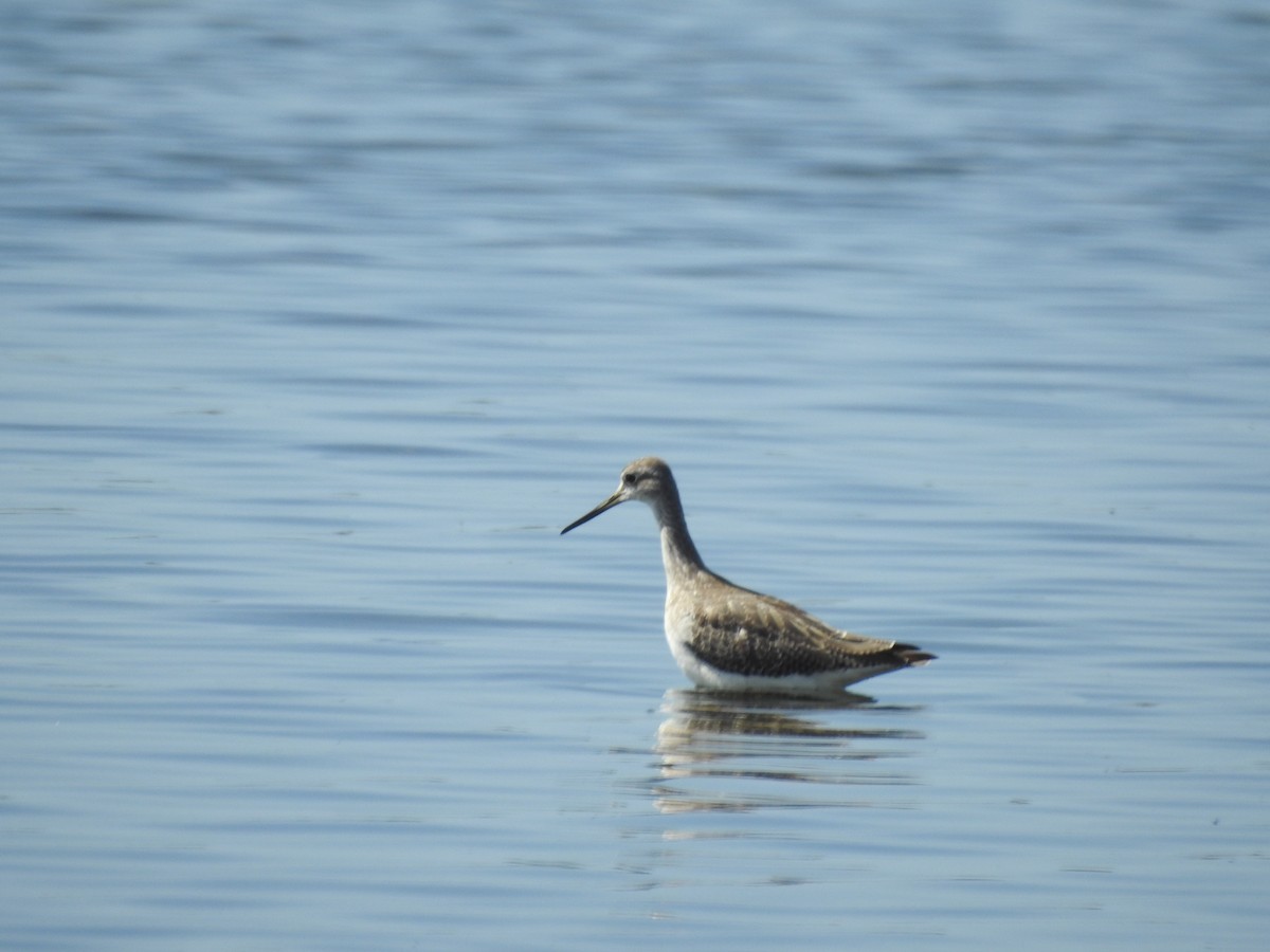 Greater Yellowlegs - ML610702814