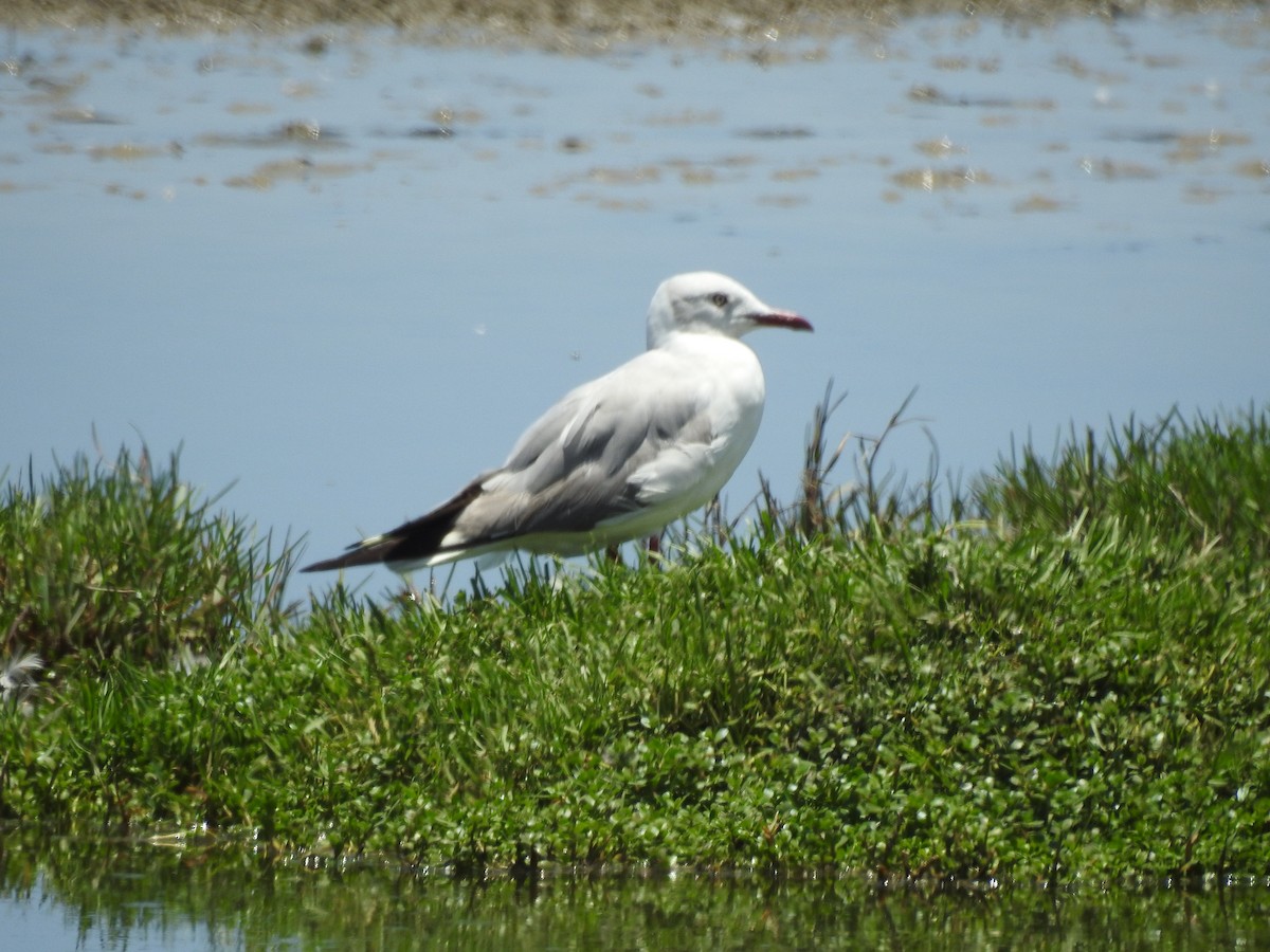 Gray-hooded Gull - ML610702825