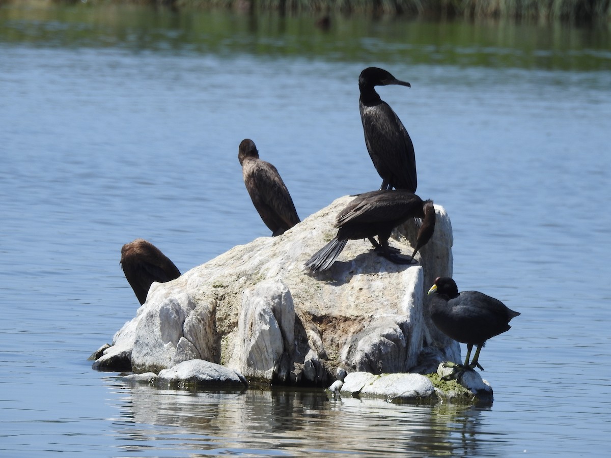 Neotropic Cormorant - ML610702833